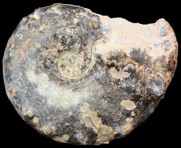 Mammites Ammonite - Goulmima, Morocco #44639
